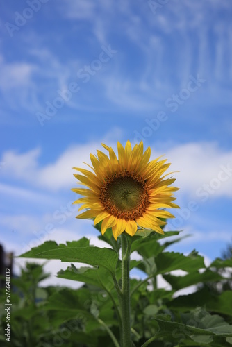 Sunflowers on a quiet day