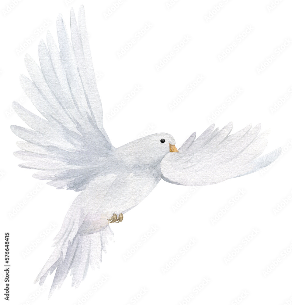 Fototapeta premium Watercolor white dove. Hand drawn watercolor illustration. decorative design elements.