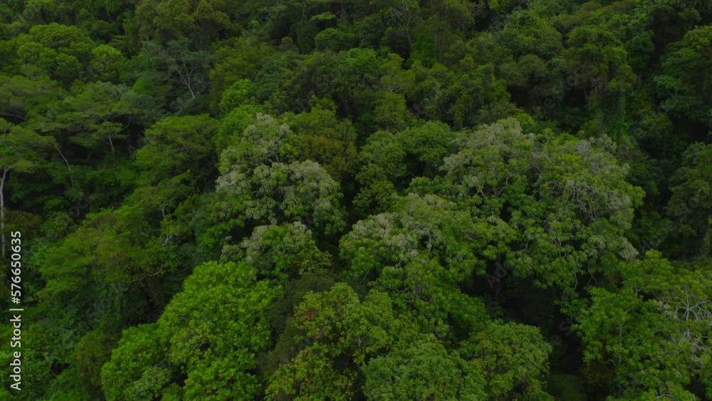 Ascending drone shot revealing the lush canopy of a verdant forest from the treetops Ascending drone shot revealing the lush canopy of a verdant forest from the treetops