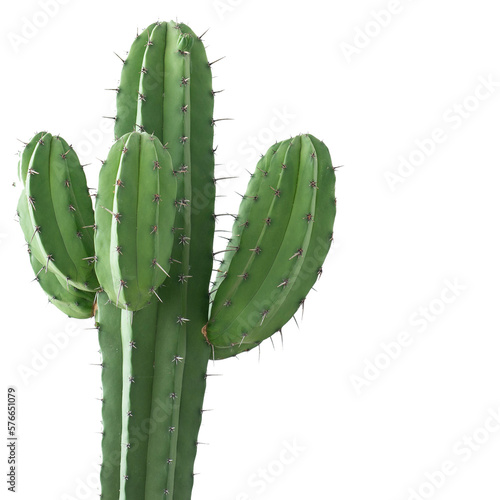 cactus transparent background photo