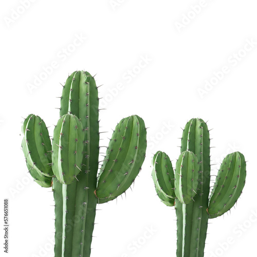 cactus transparent background photo