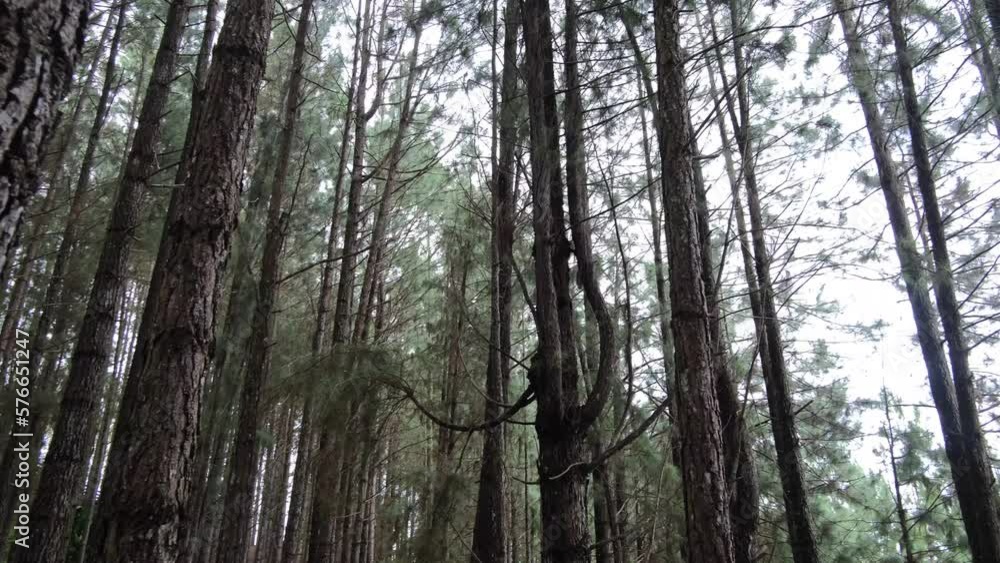 Panorama Of Enchanted Forest With Towering Trees In Bukidnon, Philippines. low angle, pan right Panorama Of Enchanted Forest With Towering Trees In Bukidnon, Philippines. low angle, pan right