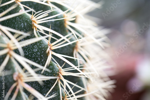 Kaktus in der Nahaufnahme