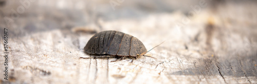 Turkmen cockroach - turtle. A striped cockroach that sits and crawls on the bark of a tree. Princisia vanwaerebeki, Princisia vanwaerebeki. Insects of the fauna of the animal world. photo