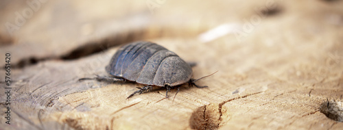 Turkmen cockroach - turtle. A striped cockroach that sits and crawls on the bark of a tree. Princisia vanwaerebeki, Princisia vanwaerebeki. Insects of the fauna of the animal world. photo