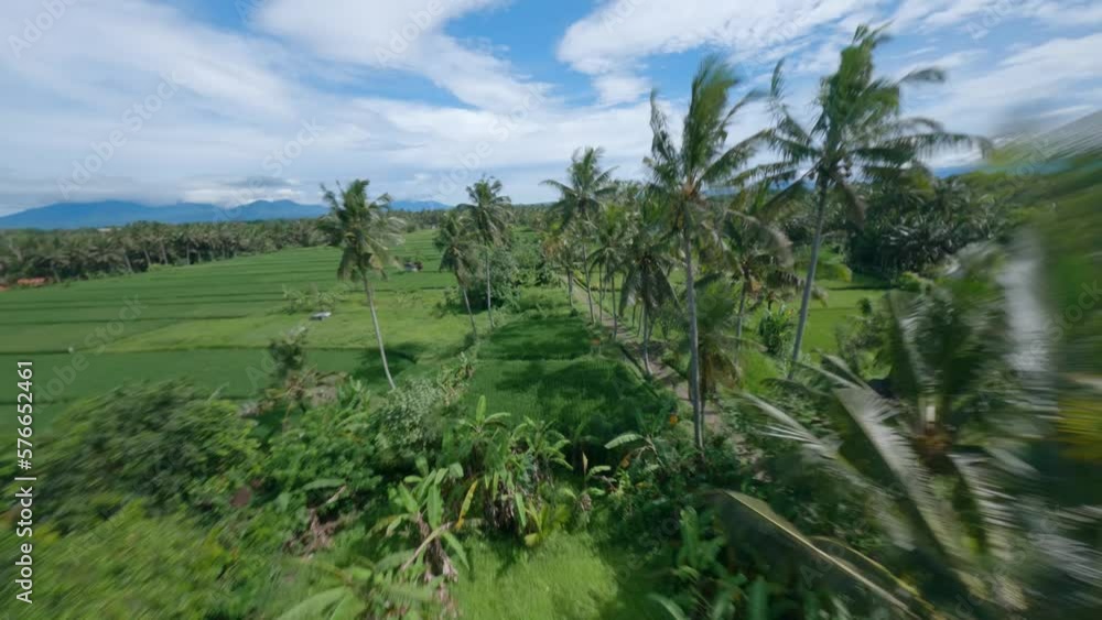 Fast FPV drone shot over palm trees to follow a motor cycle on a road in Bali Fast FPV drone shot over palm trees to follow a motor cycle on a road in Bali