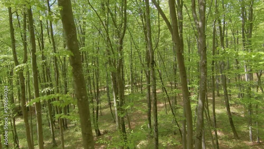AERIAL, FPV DRONE: Flying close to young beech tree branches with spring foliage. Spring-grown leaves of beech trees and undergrowth thriving in the woods. Springtime awakening of wild vegetation. AERIAL, FPV DRONE: Flying close to young beech tree branches with spring foliage. Spring-grown leaves of beech trees and undergrowth thriving in the woods. Springtime awakening of wild vegetation.