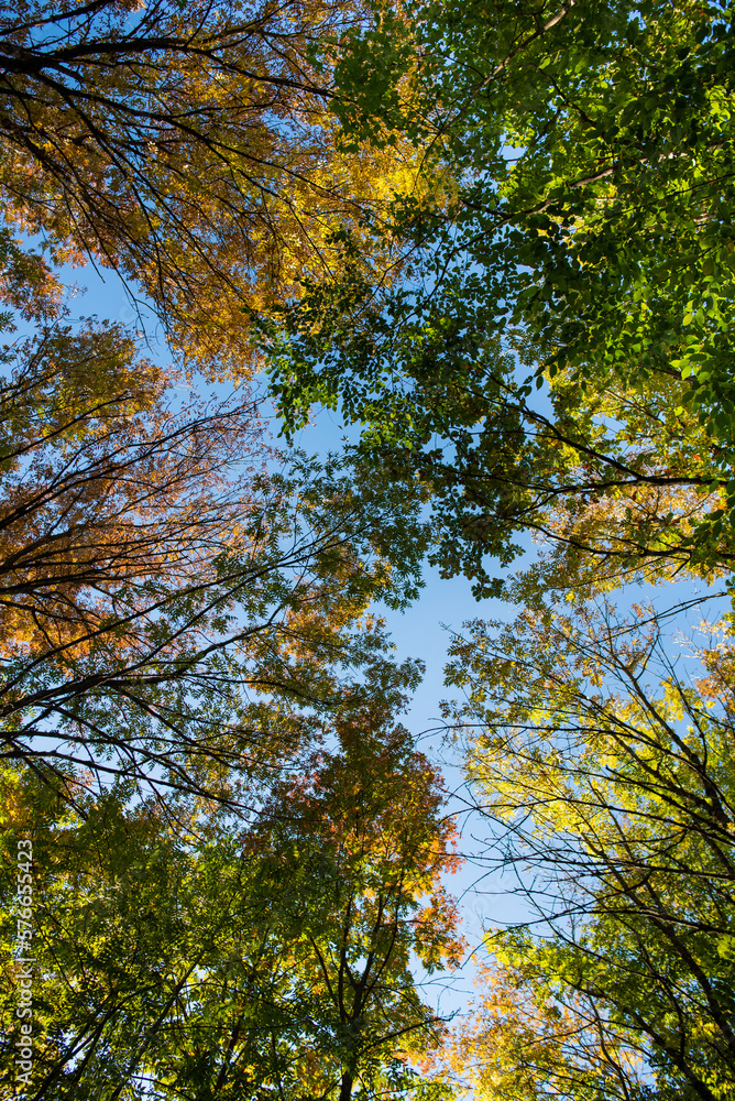 Fototapeta premium autumn trees in the forest