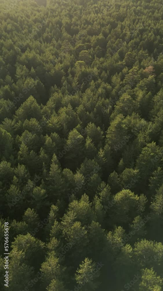 Vertical aerial view of pine trees in a forest on Mount Etna in Autumn, Catania, Sicily, Italy. Vertical aerial view of pine trees in a forest on Mount Etna in Autumn, Catania, Sicily, Italy.