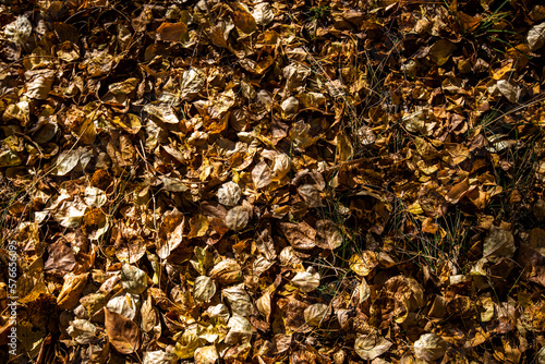 Autumn leaves covering the woodland floor. Natural leaf pattern of red and orange fall foliage. Close up of bright foliage in sunny autumn park. Concept of fall season. Golden autumn card.