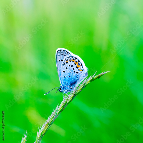 A silver strewn blue butterfly Plebejus argus is resting and sitting on the grass against a blurred green background.