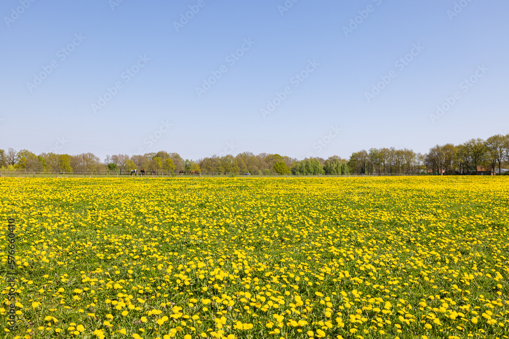 field of dandelions field of dandelions