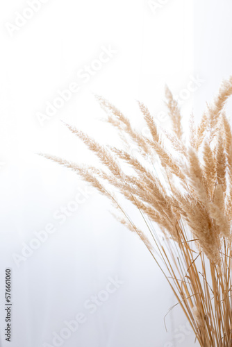pampas grass on a white background  space for text  background image  domestic grass  ears