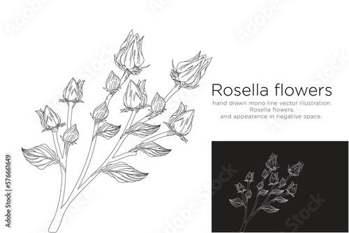 hand drawn monoline vector illustration.
rosella flowers.
and appeareance in negative space. photo