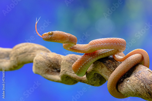 Trimeresurus purpureomaculatus