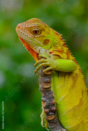 iguana on a tree