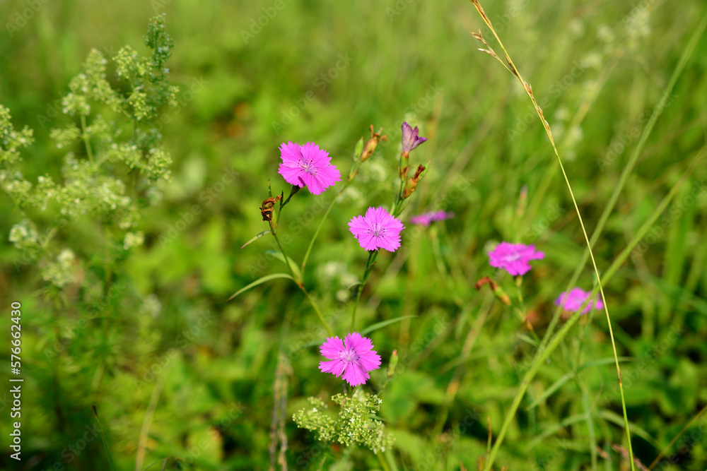 Pink flowers of carnation isolated in a field, close-up Pink flowers of carnation isolated in a field, close-up