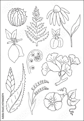 Set of vector vegetal botanical decorative elements in black and white, contours and different forms of tropical leaves, silhouettes of leaves.