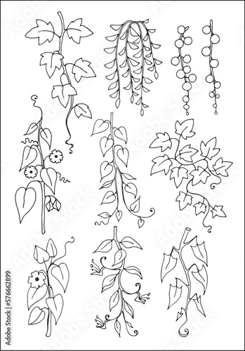 Set of vector vegetal decorative elements, contours of leaves in black and white, different forms of tropical leaves. Vector illustration.