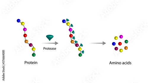 Protein Digestion. Proteases Enzymes (proteinases and peptidases) are digesting and breaking the protein into small peptide chains then into single amino acids, to be absorbed into the blood stream