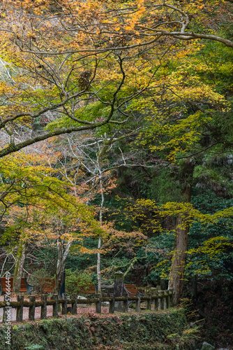 日本 大阪府箕面市にある箕面公園の紅葉した木々