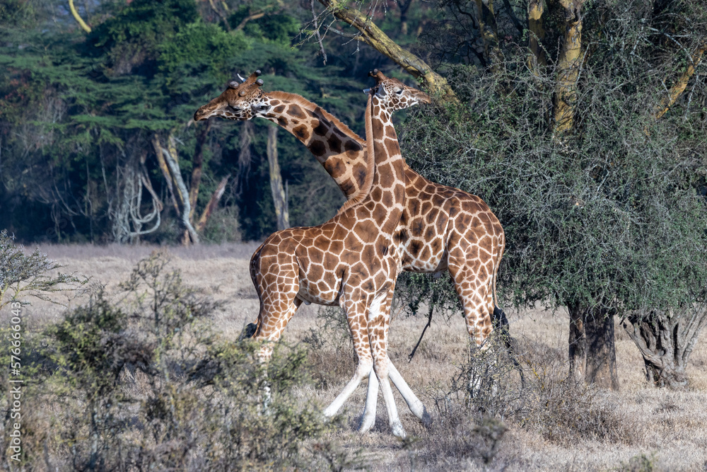 Obraz premium Kenia Tiere