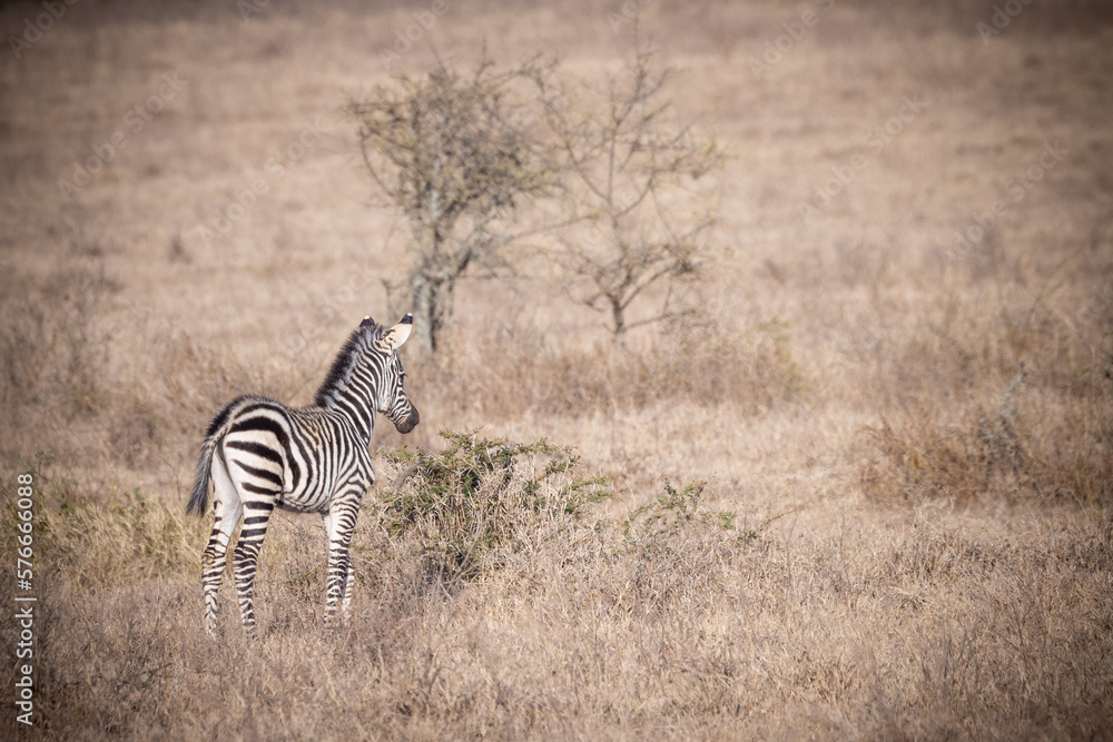 Obraz premium Kenia Tiere