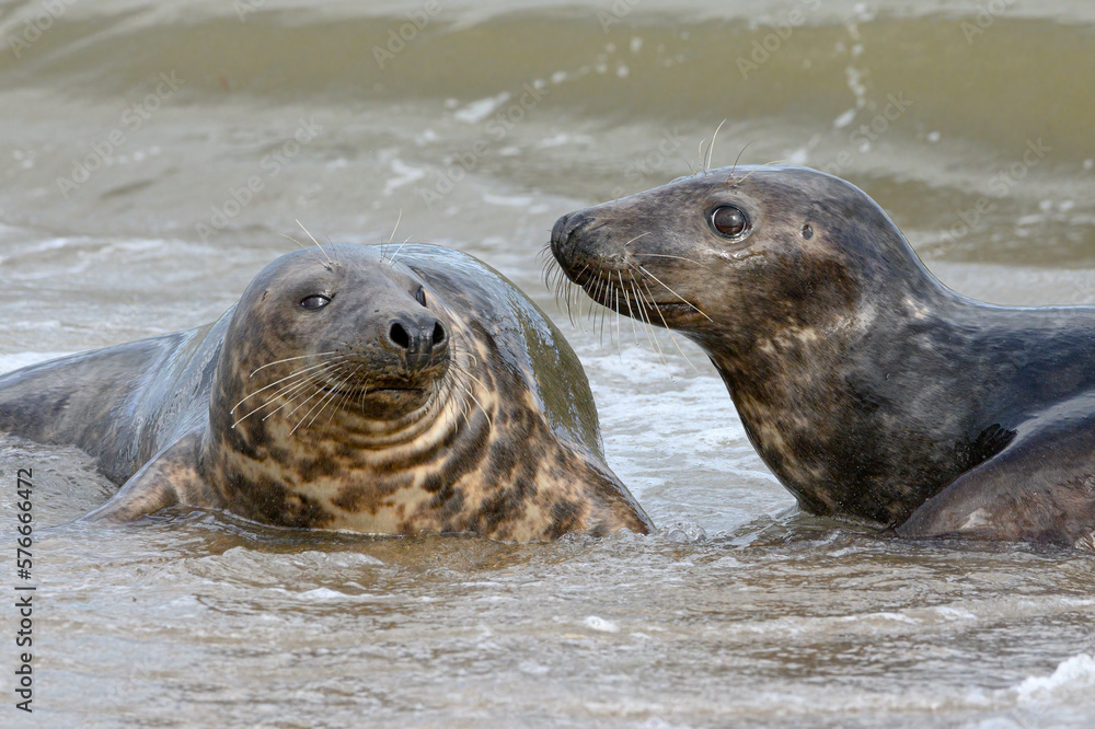 Fototapeta premium Atlantic Grey Seal courting couple