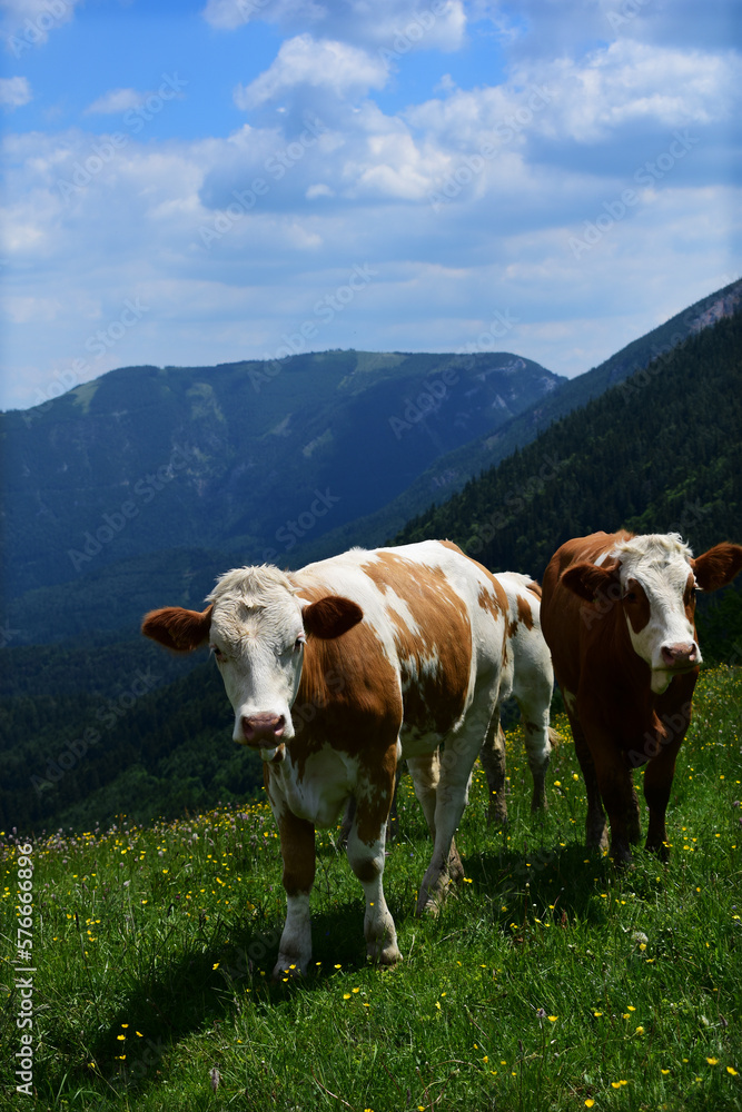 Kühe auf der Alm, an der Baumgrenze in den Alpen, vor Bergen im Gebirge