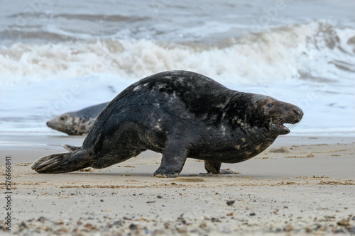 Atlantic Grey Seal bull chasing