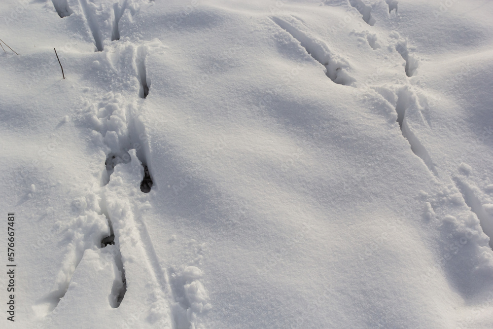 animal tracks in the snow,hare tracks in winter in the snow animal tracks in the snow,hare tracks in winter in the snow