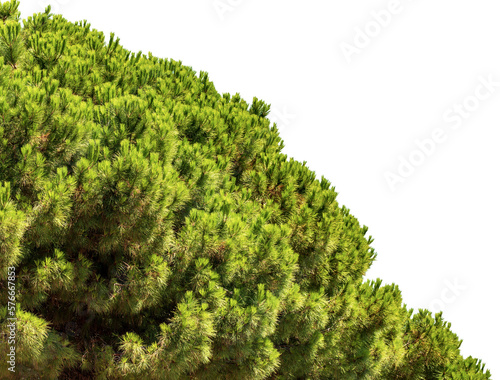 Extreme close-up of a green maritime pine, isolated on white or transparent background. Coast of the mediterranean sea, Liguria, Italy, southern Europe. Png.