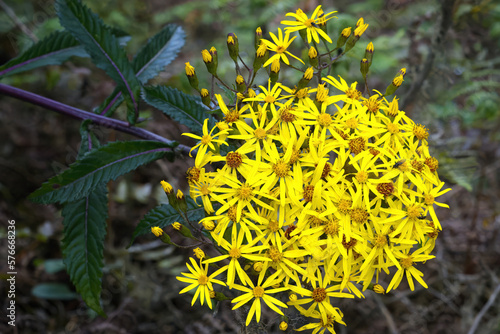 Packera aurea (Asteraceae family), Typical plant from Tropical Cloud Forest, Manu National Park, Peru photo