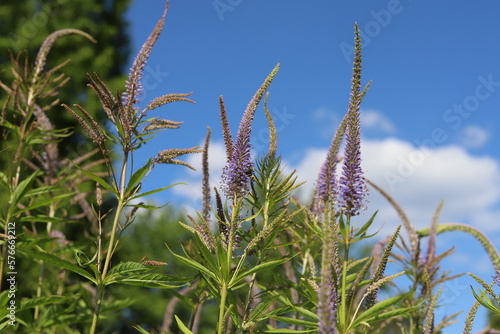 Veronica spicata, spiked speedwell plant with blue flowers. photo