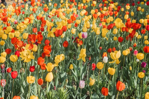 tulip field in spring
