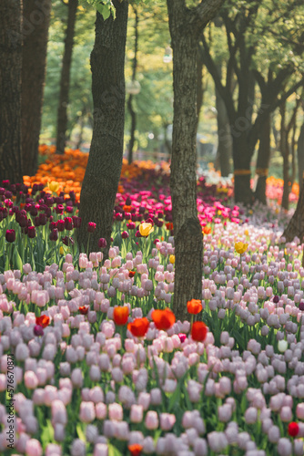 tulip field in spring
