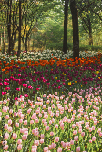 tulip field in spring