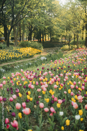tulip field in spring