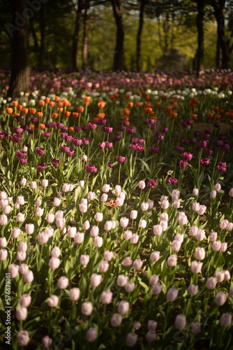 tulip field in spring