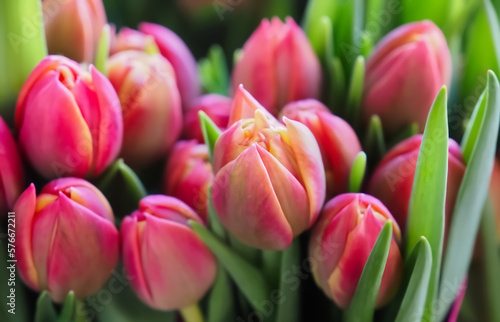 Bundle of red tulip buds at easter time