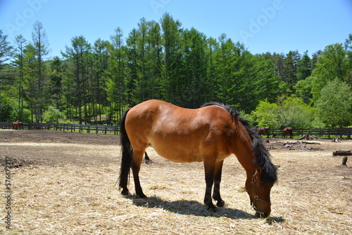Wallpaper Mural 日本在来馬木曽馬と初夏の牧場 Torontodigital.ca