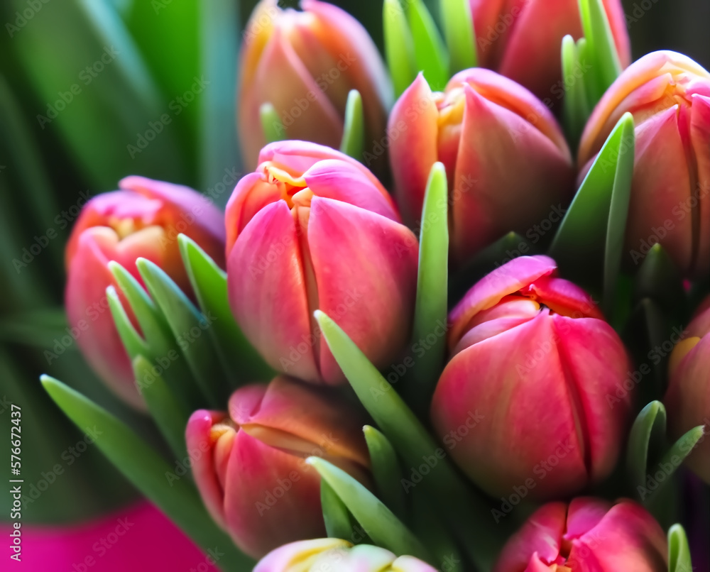 Fototapeta premium Bundle of red tulip buds at easter time