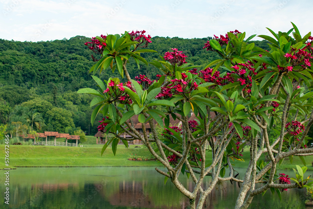 red flowers on a bush on the Brazilian fazenda, Rio Grande do Sul