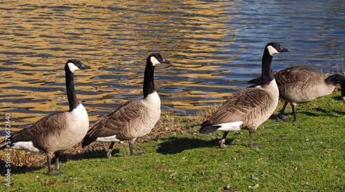 Group of canadian geese on a meadow