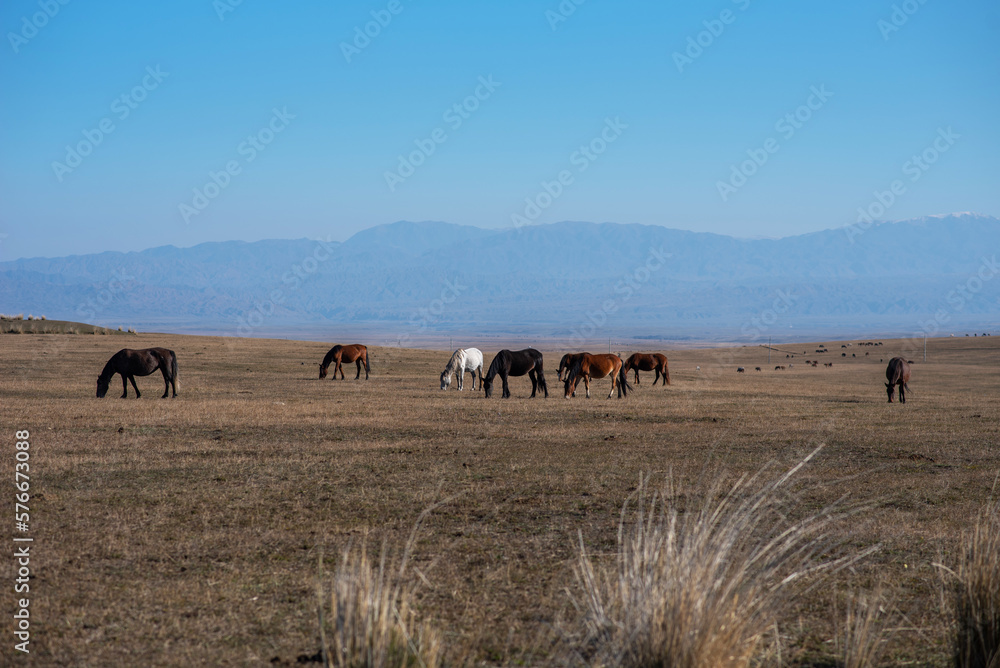 Horses on the autumn grassland.The Musigler river valley in the Hulunbuir, China.