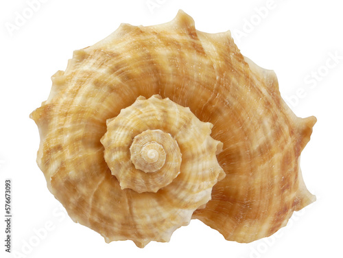 Photography Sea shell on white background