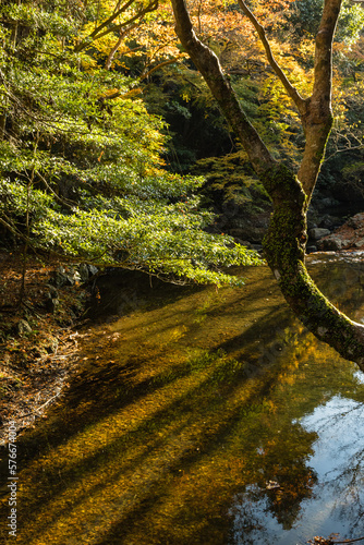 日本 大阪府箕面市にある箕面公園を流れる箕面川と紅葉した木々