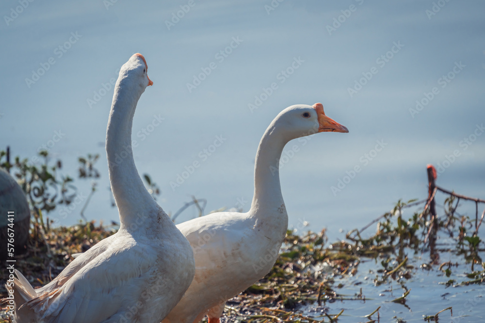 white chinese geese by the blue lake white chinese geese by the blue lake