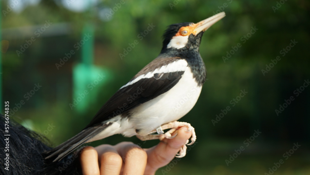 Fototapeta premium Indonesian Suren Starling bird closeup