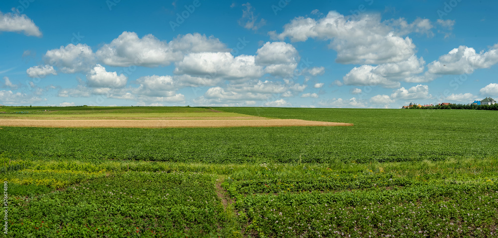 peasant vegetable fields in the foreground, potato blossoms, green soybeans and grain fields in the distance, panoramic view